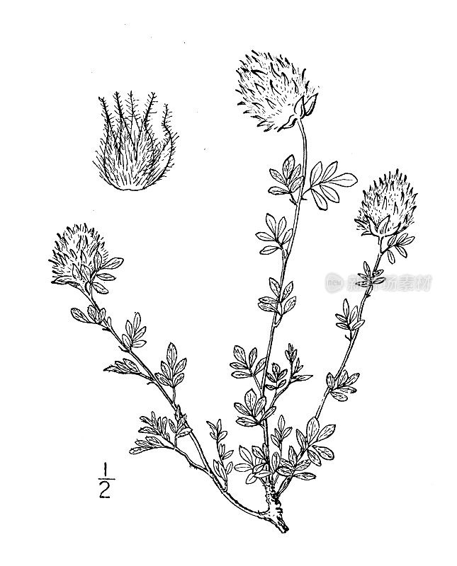 古植物学植物插图:parsela nana, Low parsela